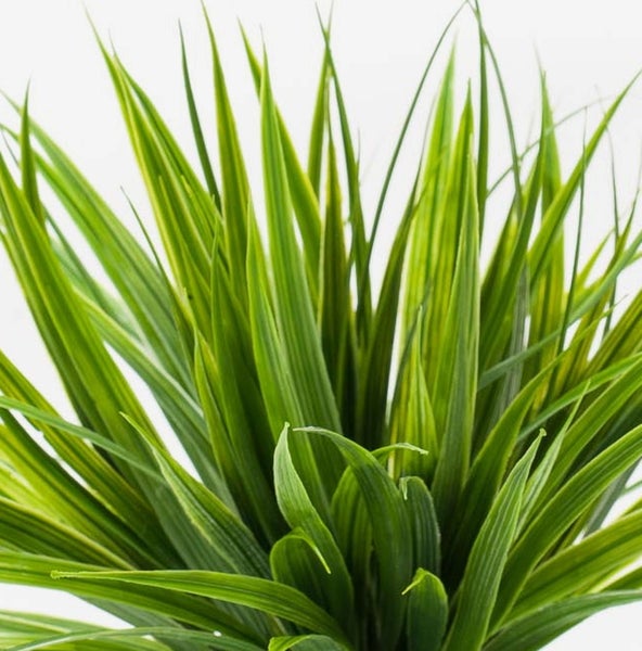 Künstliche Graspflanze mit grünen spitzen Blättern