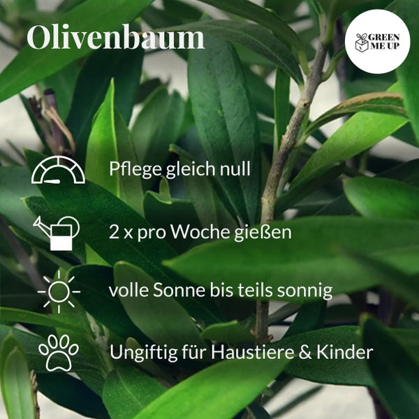 Großer Olivenbaum