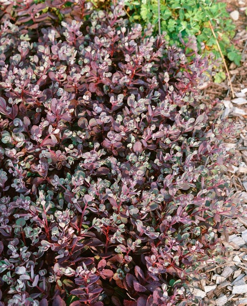 Sedum cauticola 'Vera Jameson', Fetthenne, purpurrot, ca. 9x9 cm Topf