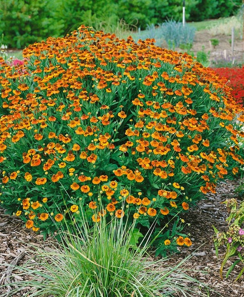 Garten mit einer blühenden Helenium Pflanze