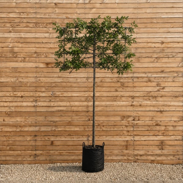Formgehölz als Spalierbaum in einem Pflanzsack vor einer Holzfassade
