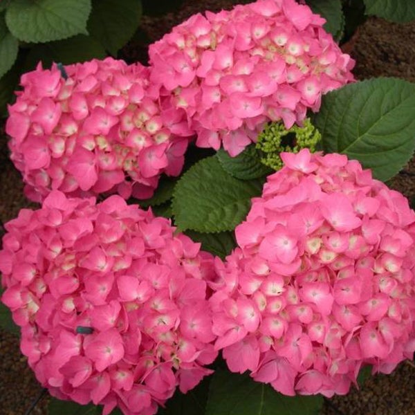 Nahaufnahme von drei rosa Hortensienblüten mit grünen Blättern