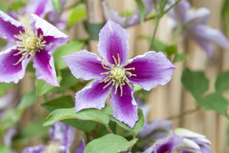 Clematis Hybride 'Piilu', Waldrebe, zweifarbig rosa, 100–150 cm