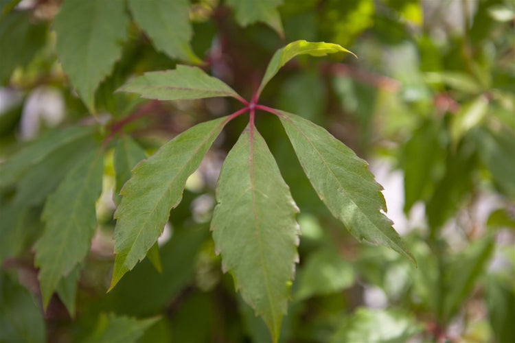 Parthenocissus quinquefolia 'Engelmannii', Wilder Wein, 80–100 cm