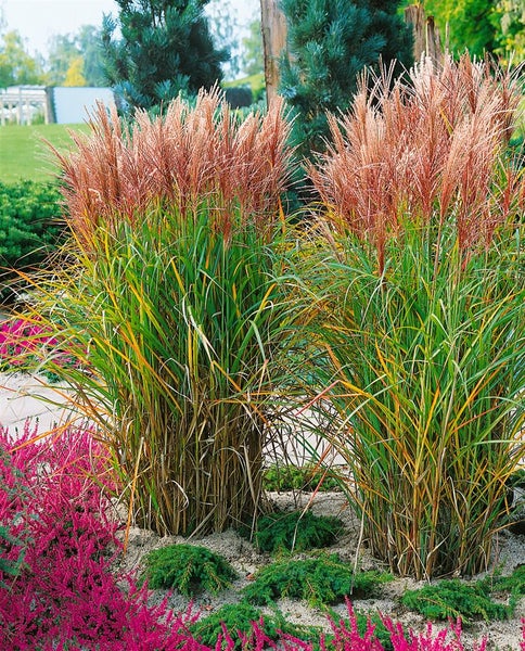 Miscanthus sinensis 'Roter Oktober', Chinaschilf, rot, 3-5 Liter Container