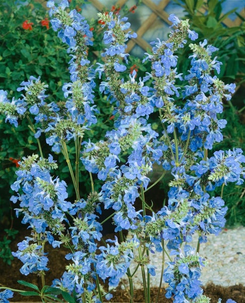 Salvia uliginosa, Himmelsblauer Salbei, ca. 9x9 cm Topf