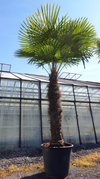 XXXXL 240 cm Trachycarpus fortunei 120 cm Stamm Hanfpalme, winterharte Palme bis -18°C