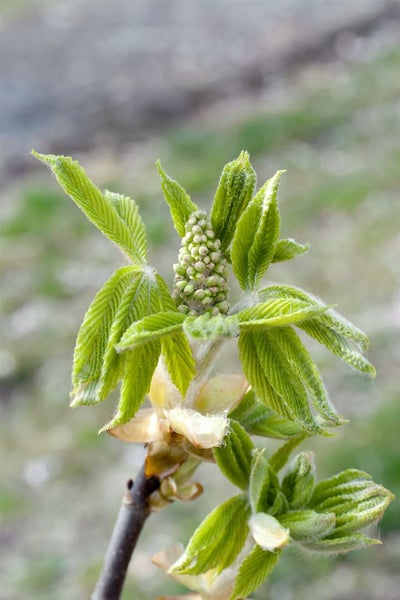 Aesculus parviflora, Strauchkastanie, 60 cm Stammhöhe, weiß blühend