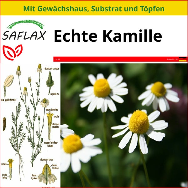SAFLAX Anzucht Set - Echte Kamille - Matricaria chamomilla - 300 Samen - Mit Mini-Gewächshaus, Anzuchtsubstrat und 2 Töpfen