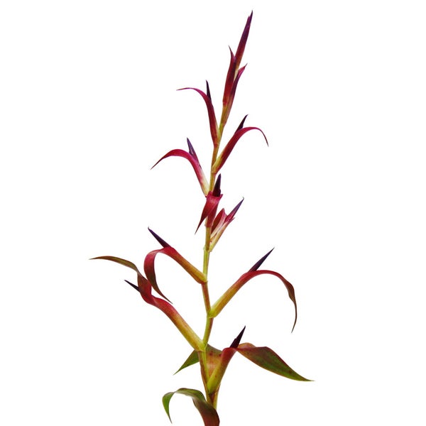 Mini-Bromelien-Trio - Set mit 3 Pflanzen mit aussergewöhnlichen Blütenständen - 5,5cm Topf