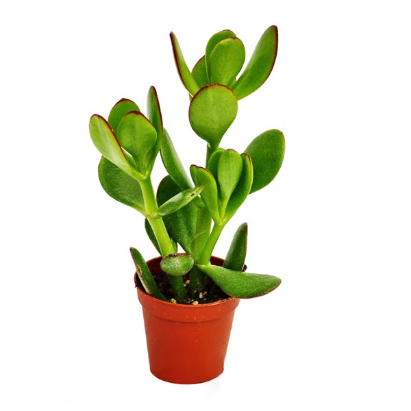 Crassula portulacea - Geldbaum - im 5,5cm Topf