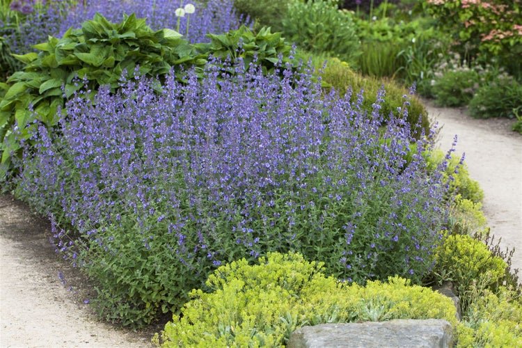 Nepeta x faassenii 'Alba', Katzenminze, weiß, ca. 9x9 cm Topf