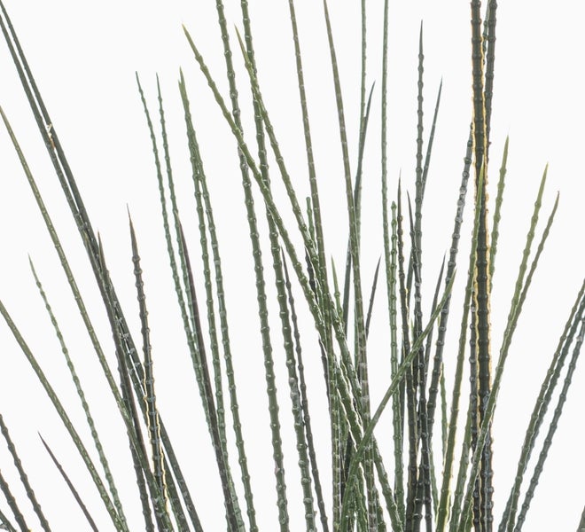 Nahaufnahme von dünnen, grünen, segmentierten Zweigen einer künstlichen Pflanze.