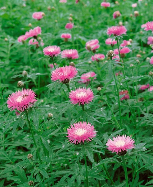 Centaurea dealbata, Flockenblume, rosa Blüten, ca. 9x9 cm Topf