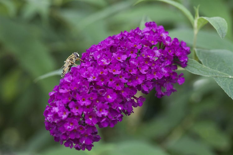 Buddleja davidii 'Royal Red', Schmetterlingsflieder, rot, 40–60 cm