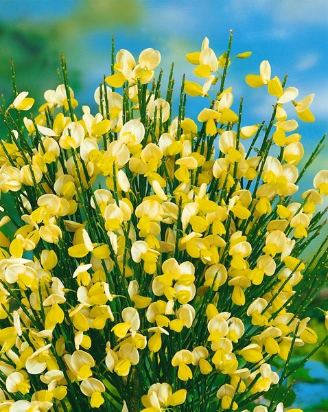 Cytisus scoparius 'Dukaat', Besenginster, gelb, 20–30 cm