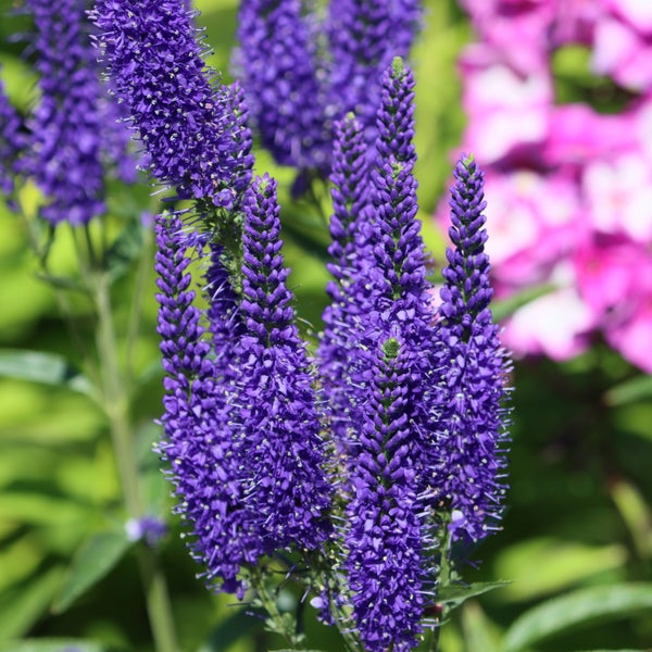 Drei Minze Pflanzen in Töpfen