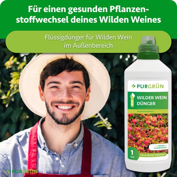 Eine Frau mit Strohhut gießt Pflanzen in einem Garten mit rosa Blumen. Werbebild für Purgrün Dünger für Wilden Wein.