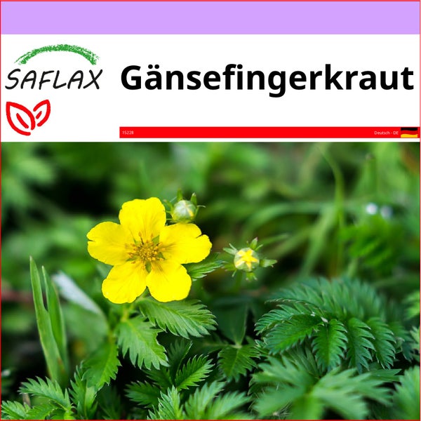 SAFLAX  - Gänsefingerkraut - Potentilla anserina - 20 Samen