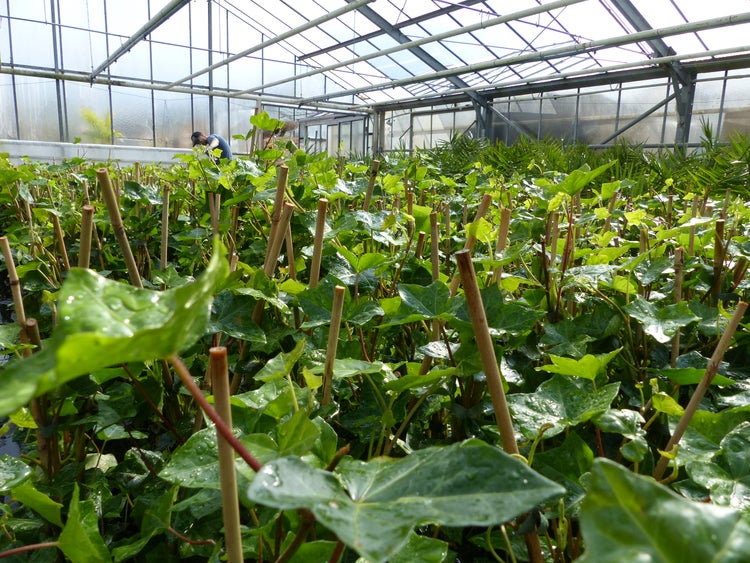 10 Stück Efeu Hedera helix 100 - 120 cm Heckenpflanze winterhart Kletterpflanze Hecke Sichtschutz blickdicht