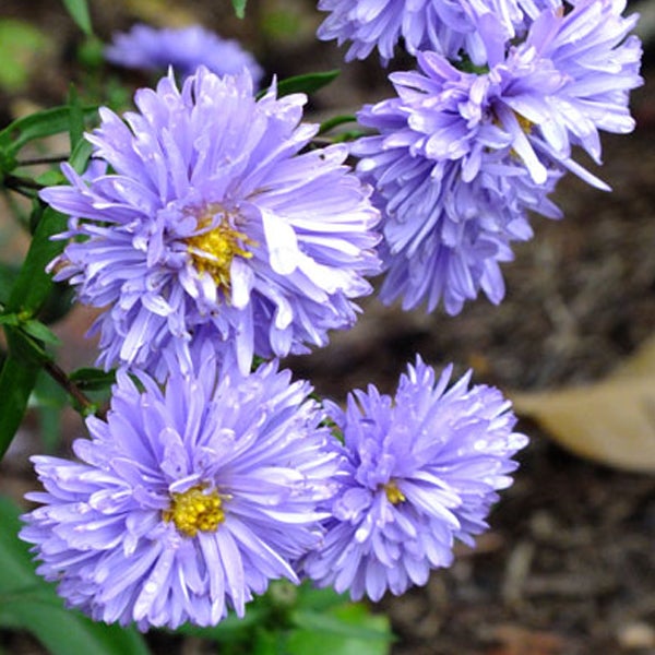 Nahaufnahme von lila Asterblüten