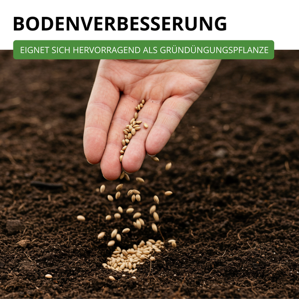 Hand sät Samen zur Bodenverbesserung und Gründüngung in die Erde.