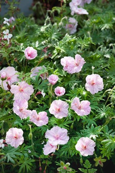 Geranium sanguineum var.striatum, Storchschnabel, zartrosa, ca. 9x9 cm Topf