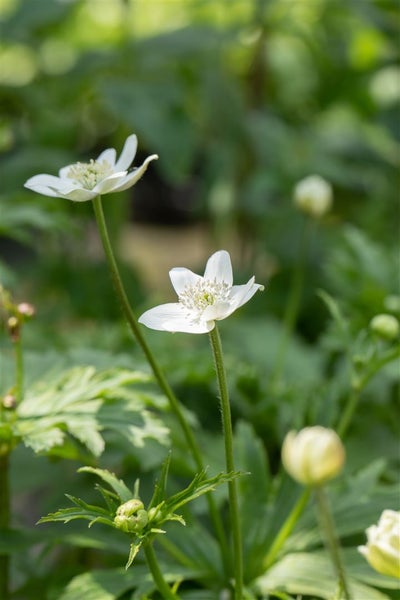 Nahaufnahme von weißen Buschwindröschen im Garten.