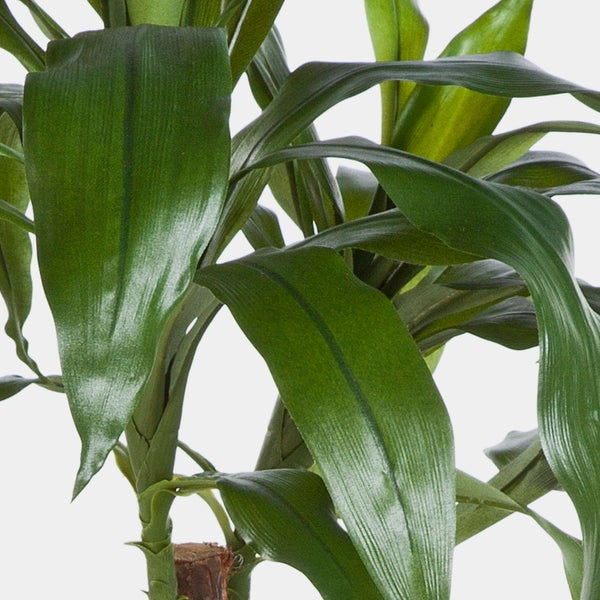 Nahaufnahme einer Dracaena Zimmerpflanze mit breiten grünen Blättern und verholztem Stamm.