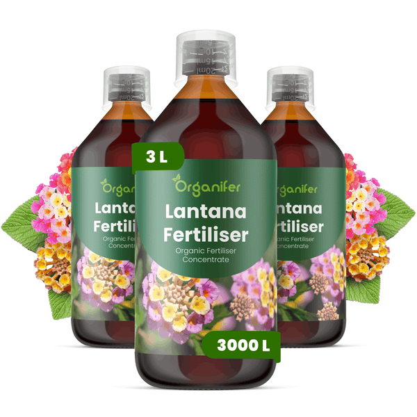 Organifer Lantana Dünger, organisches Flüssigdünger-Konzentrat für Wandelröschen, 3 Liter Set.