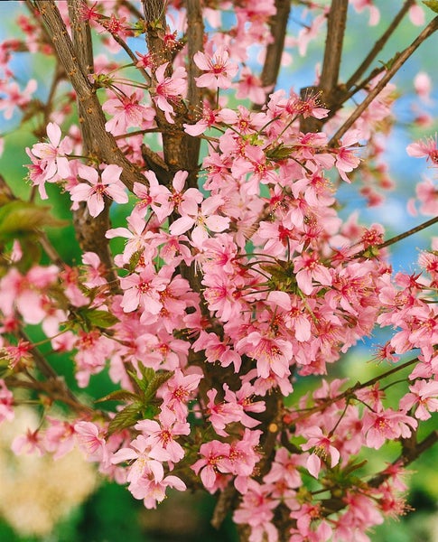 Prunus kurilensis 'Ruby', Zierkirsche, rosa Blüten, 40–60 cm