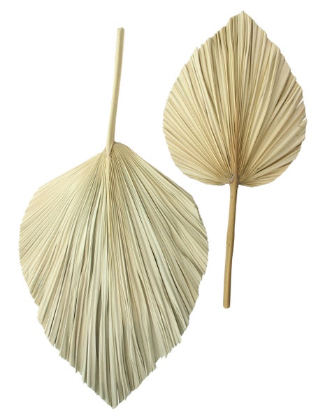 FRANK FLECHTWAREN | Dekoblatt Palme, 2er Set, NATURMATERIALIEN, 15-20 x 50-60 cm, 30-40 x 60-70 cm
