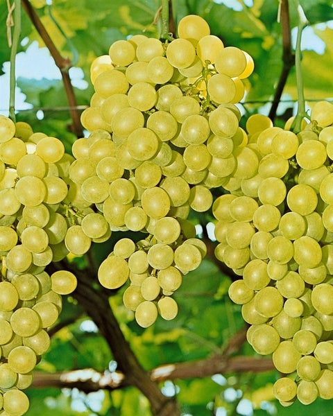 Vitis vinifera, Weinrebe, gelb, 80–100 cm