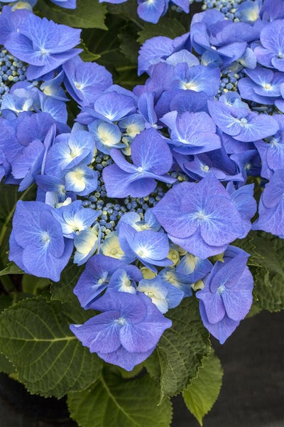 Hydrangea macrophylla 'Blaumeise', Bauernhortensie, blau, 30–40 cm