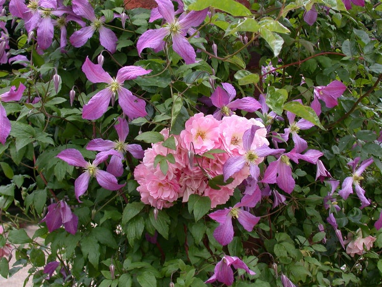 Clematis viticella 'Prince Charles', Waldrebe, hellblau, 100–150 cm