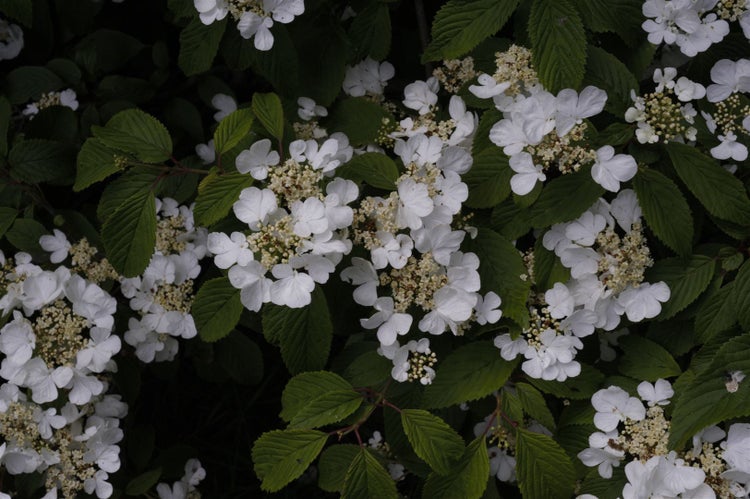 Viburnum plicatum 'Summer Snowflake', Japanischer Schneeball, 30–40 cm