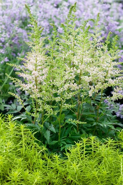 Astilbe Pflanze mit weißen Blüten im Garten