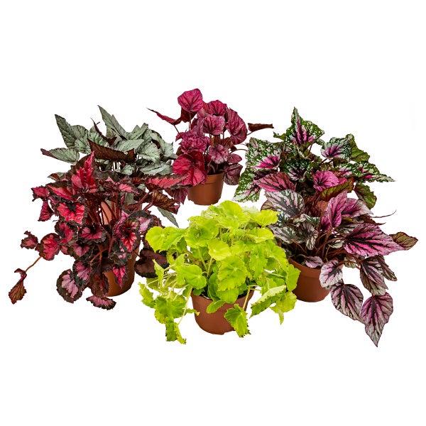 6x Begonia Beleaf Mix – Laubbegonie – Zimmerpflanze – Pflegeleicht – ⌀12 cm – ↕20-25 cm