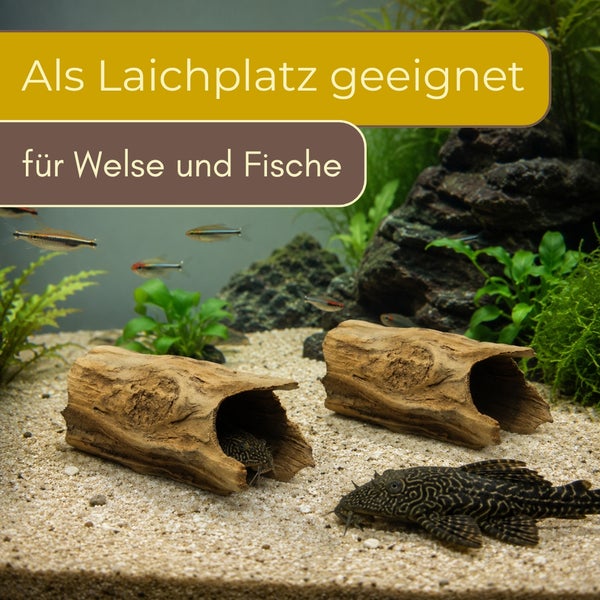 Aquariumdekoration aus hohlen Baumstämmen, geeignet als Laichplatz für Welse und Fische, in einem bepflanzten Aquarium mit Sand.