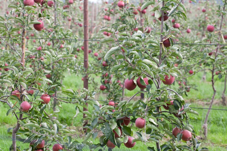 Malus 'Jonagold', Apfelbaum, 150–200 cm