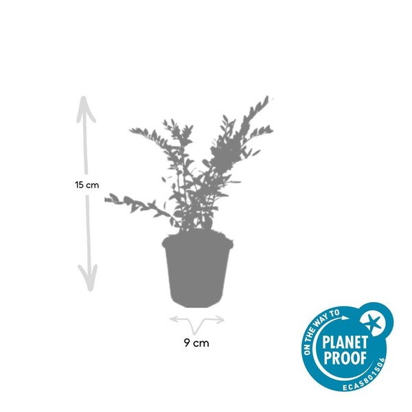 Pflanze im Topf, Höhe 15 Zentimeter, Topfdurchmesser 9 Zentimeter, mit Planet Proof Zertifizierung.