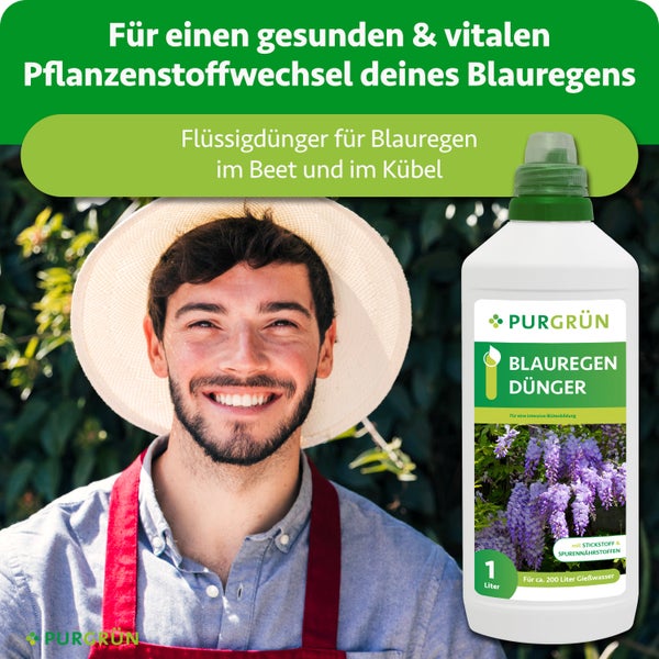 Purgrün Blauregen Dünger, 1 Liter Flasche Flüssigdünger für Blauregen in Beet und Kübel, mit einem Gärtner im Strohhut.
