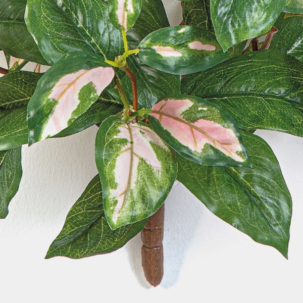 Nahaufnahme einer Geigenfeige mit großen grünen Blättern und sichtbarer Blattstruktur.