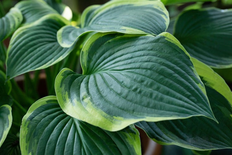 Hosta sieboldiana 'Frances Williams', Funkie, grün-gelb, ca. 9x9 cm Topf