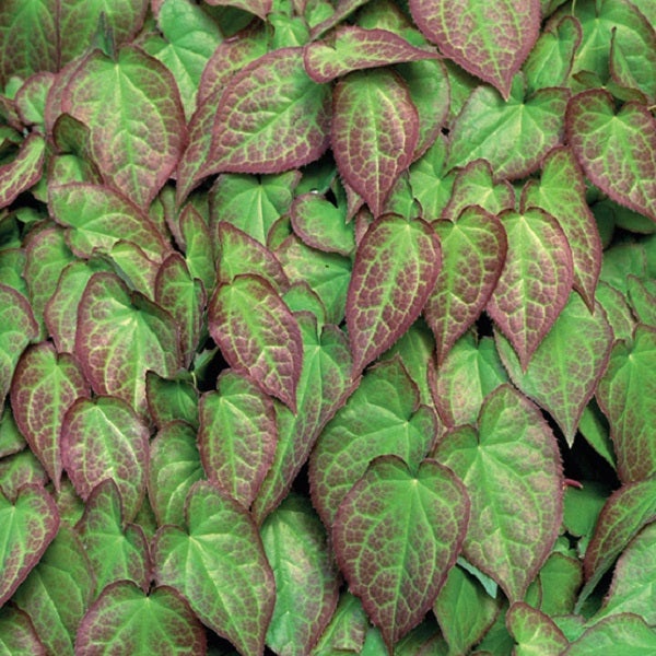 Elfenblume mit herzförmigen Blättern