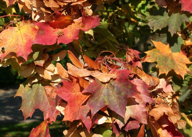SAFLAX Garden to go - Rotahorn - Acer rubrum - 20 Samen - Mit Topf, Klima - Deckel und Anzuchtsubstrat