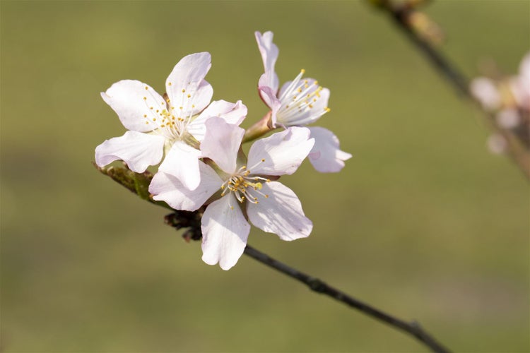 Prunus kurilensis 'Ruby', Zierkirsche, rosa Blüten, 40–60 cm