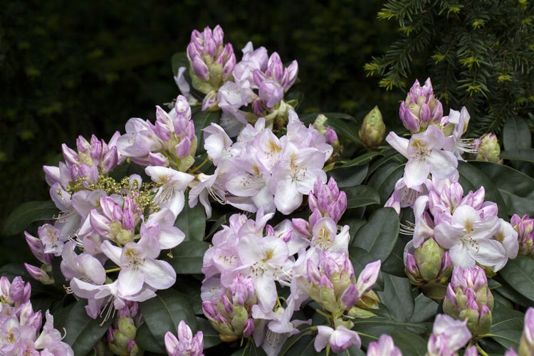 Rhododendron Hybr. 'Gomer Waterer', Rhododendron, weiß-rosa, 30–40 cm