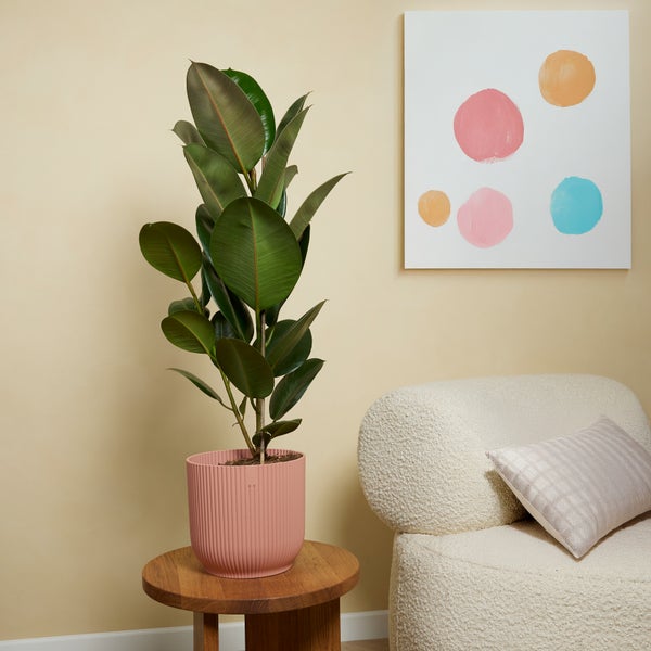 Bloomique - 2er Set - Ficus Elastica Robusta - Gummibaum - Zimmerpflanzen Groß - Luftreinigend - Pflegeleicht - Höhe 80-100 cm - Topf 21 cm