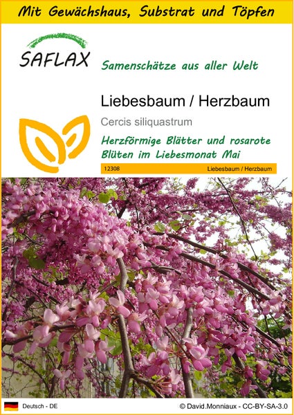 SAFLAX Anzucht Set - Liebesbaum / Herzbaum - Cercis siliquastrum - 60 Samen - Mit Mini-Gewächshaus, Anzuchtsubstrat und 2 Töpfen